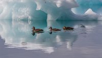 116 - FROID DE CANARD - LHERMITTE YVES - france <div : Islande 2017